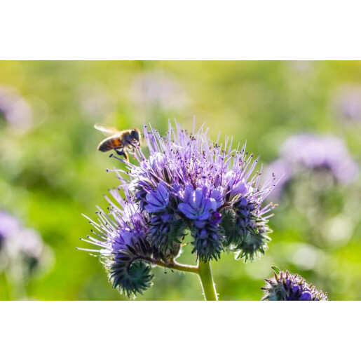 Seminte de Phacelia (facelia) Stala, pachet 1 kilogram 