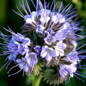 Seminte de Phacelia (facelia) Stala, pachet 1 kilogram 