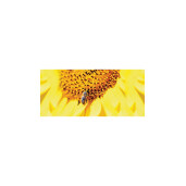 Cana “Floarea Soarelui cu albina” 