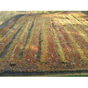 Plasa propolis cu ochiuri mari (1 m patrat)